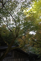 1110Ҥι