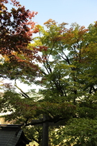 1110Ҥι
