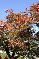 1110Ҥι